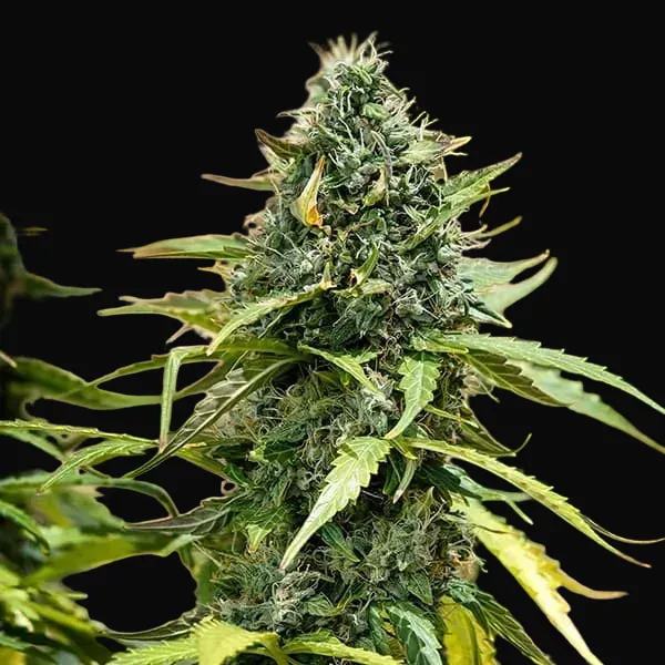 Royal Gorilla Auto
