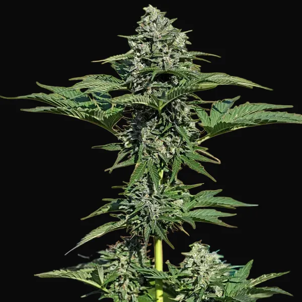 Royal Gorilla Auto