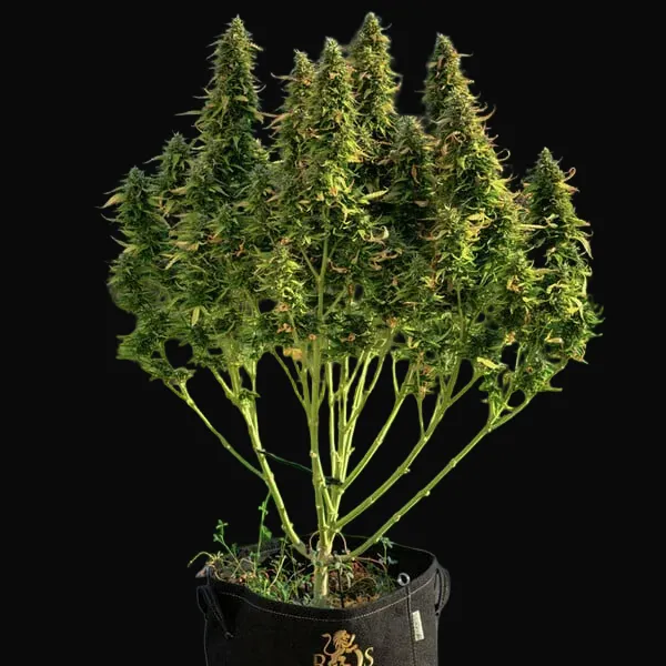Royal Gorilla Auto