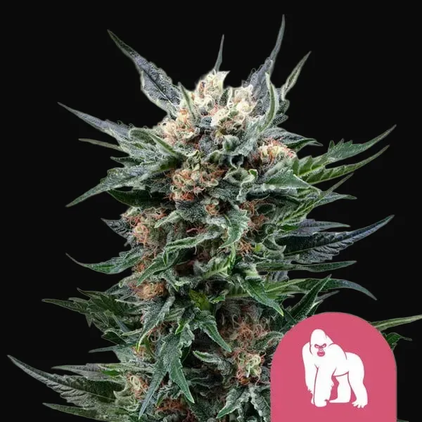 Royal Gorilla