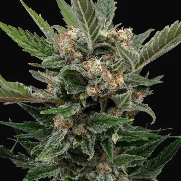 Royal Gorilla