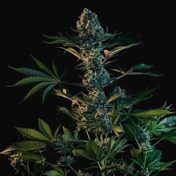 Royal Gorilla
