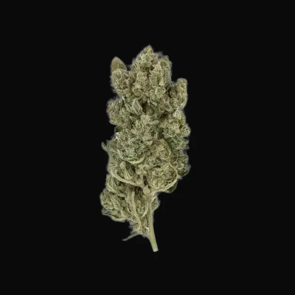 Royal Gorilla
