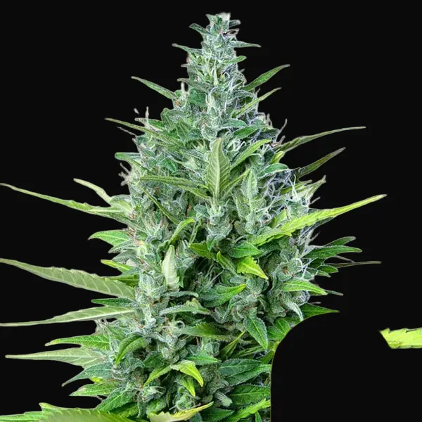 Royal Haze Auto