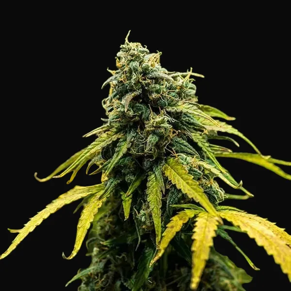 Royal Haze Auto
