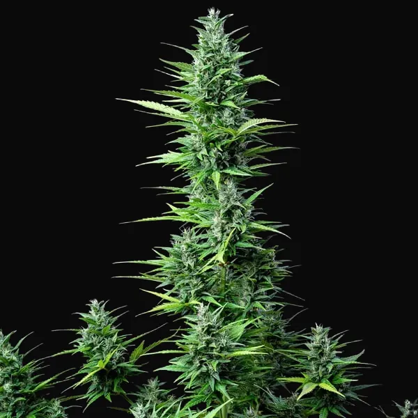 Royal Haze Auto