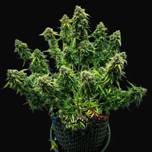 Royal Haze Auto