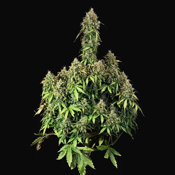 Royal Haze Auto
