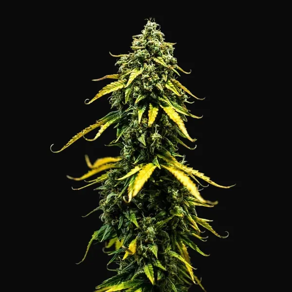 Royal Haze Auto