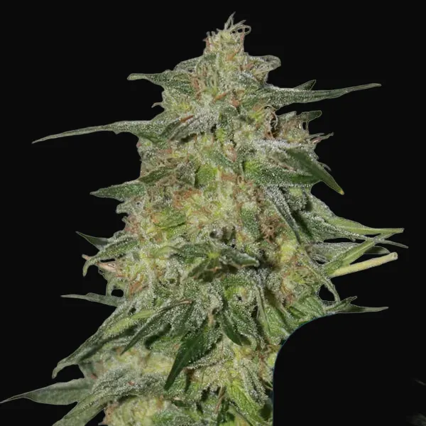 Royal Highness