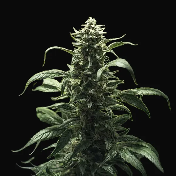 Royal Highness