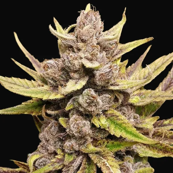 Royal Highness