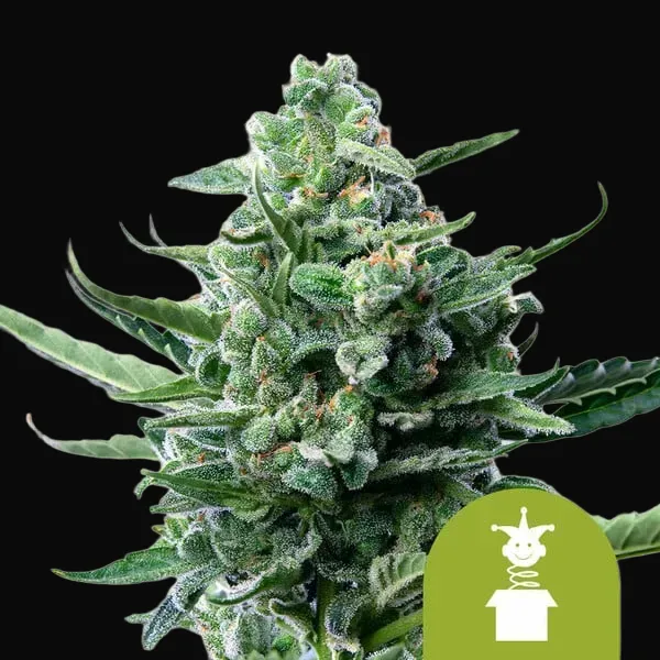 Royal Jack Auto