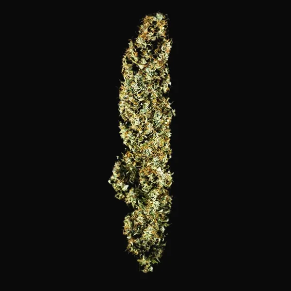 Royal Jack Auto
