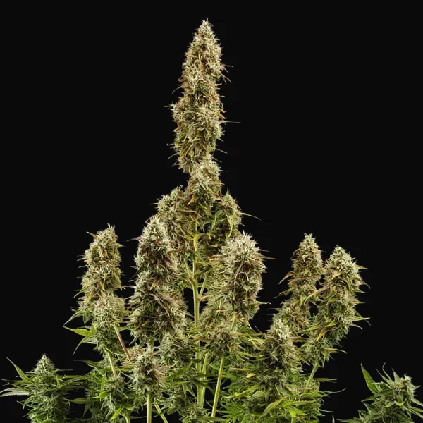 Royal Jack Auto