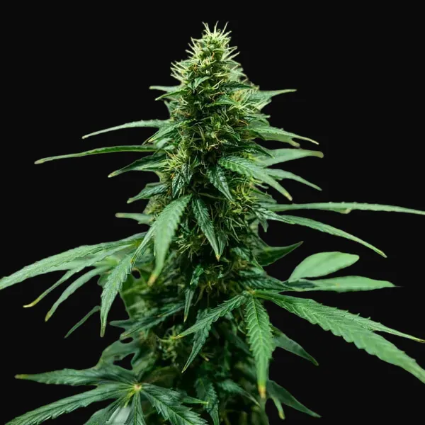 Royal Jack Auto