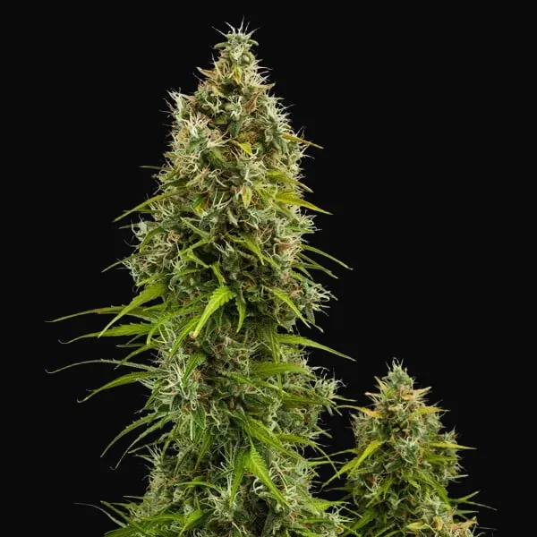 Royal Jack Auto
