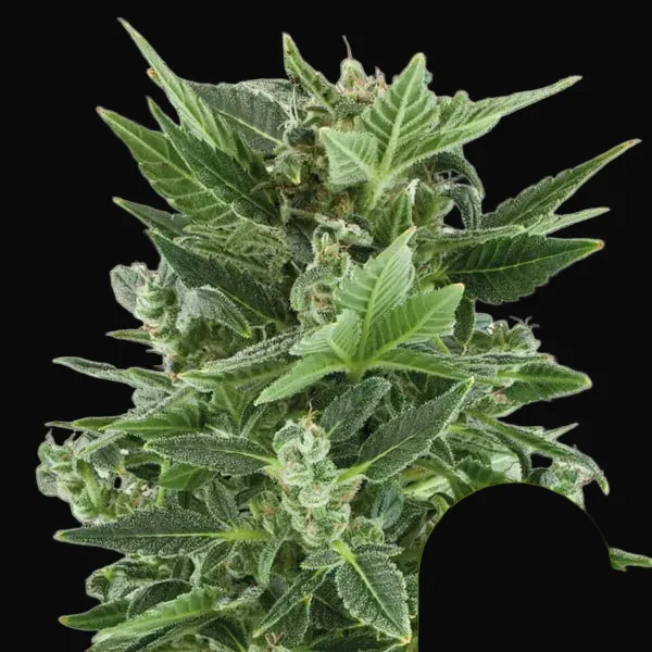 Royal Kush Auto