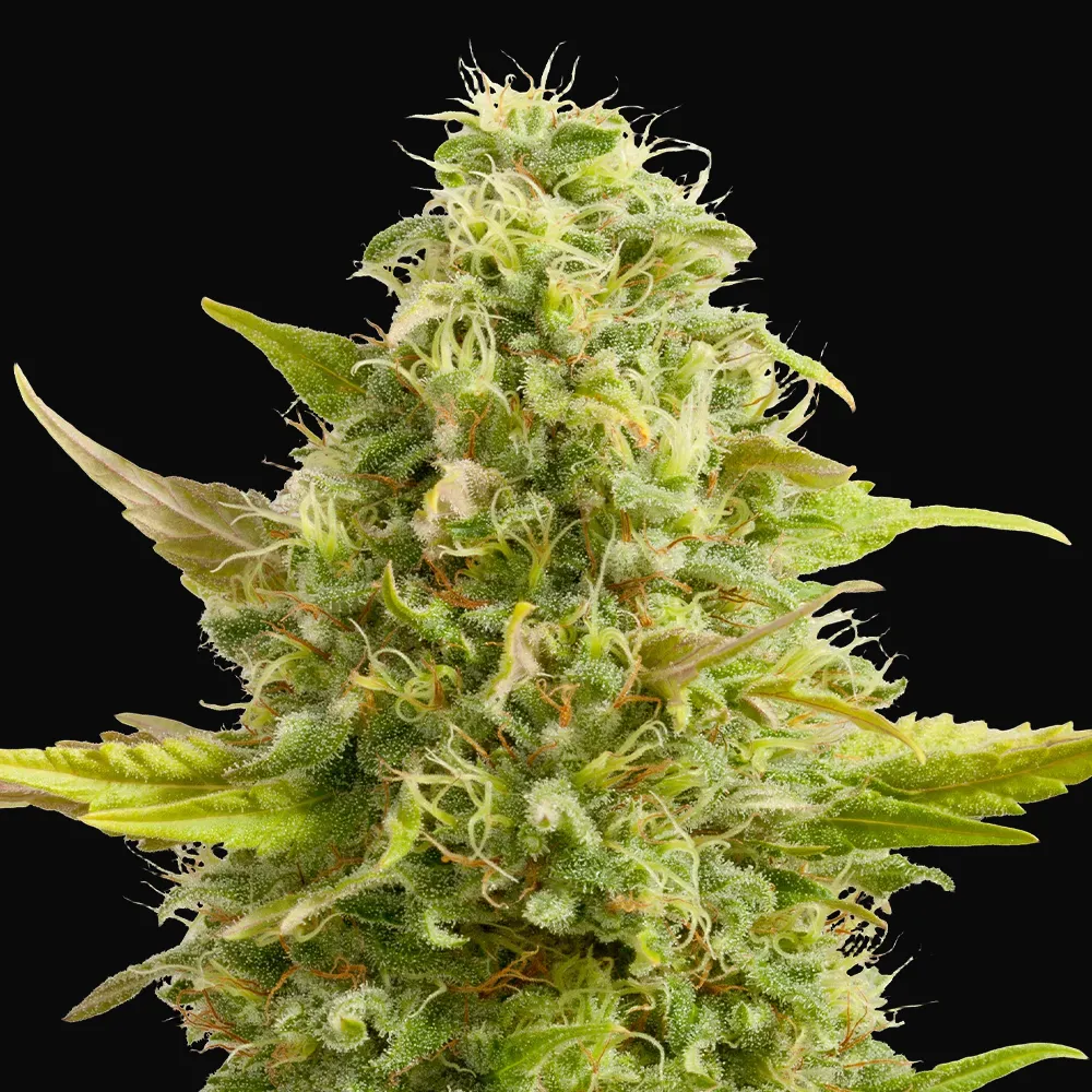 Royal Kush