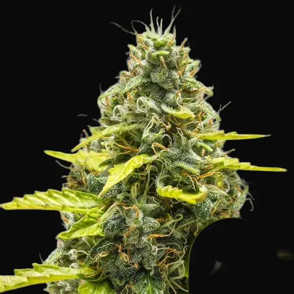 Royal Runtz Auto