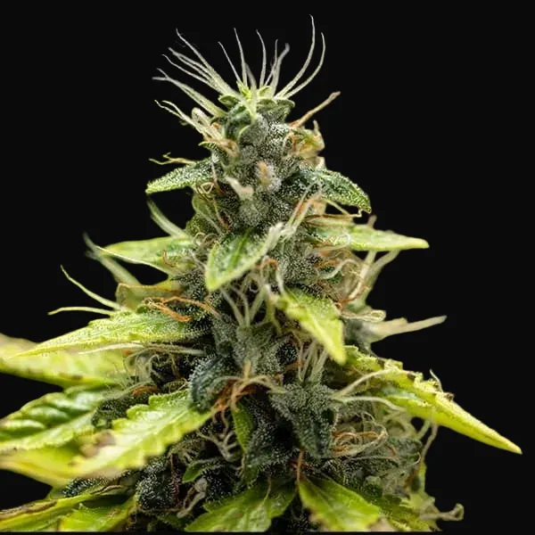 Royal Runtz Auto