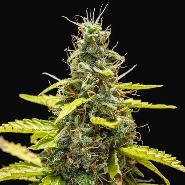 Royal Runtz Auto