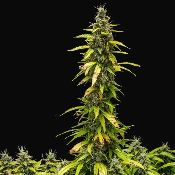 Royal Runtz Auto