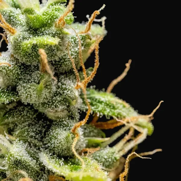 Royal Runtz Auto