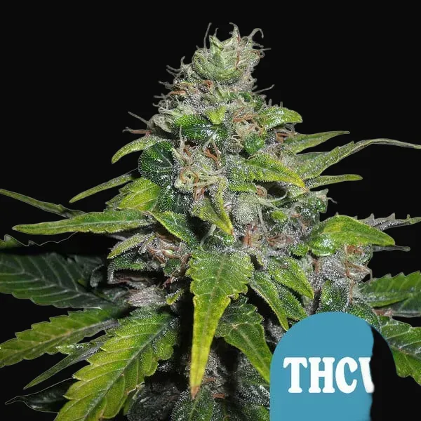 Royal THCV