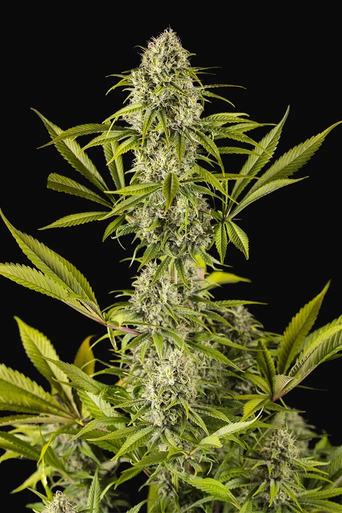 Royale Haze