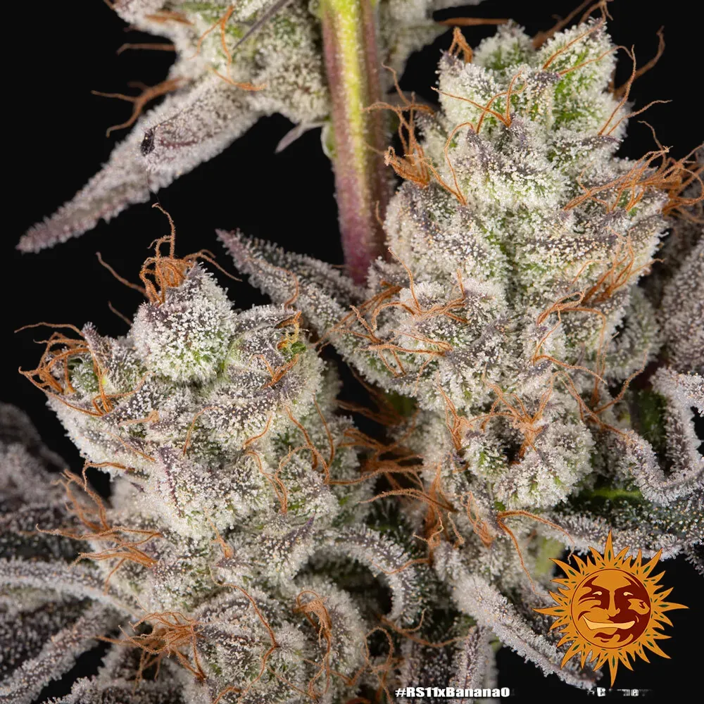 RS11 x Banana OG