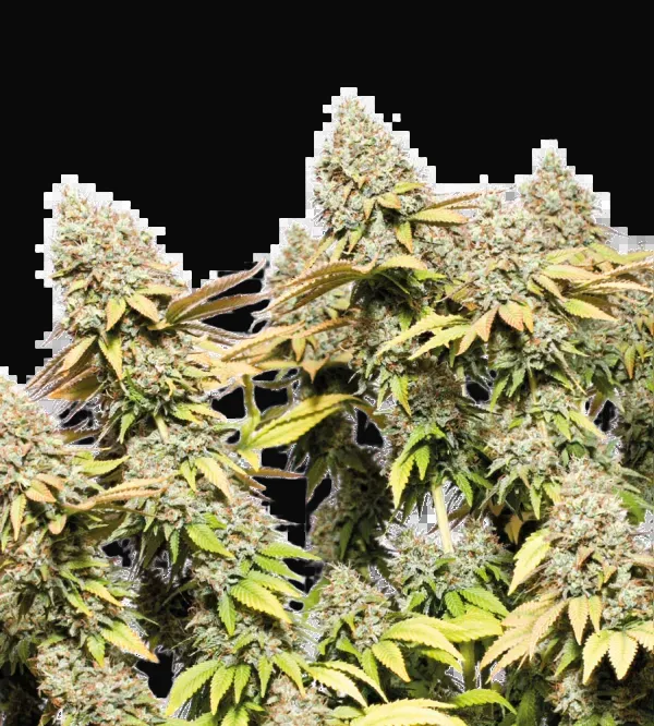 Rucu Cucu OG Auto