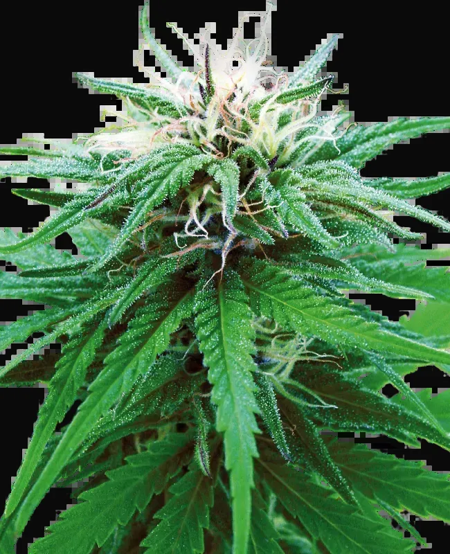 Ruderalis Indica Regular