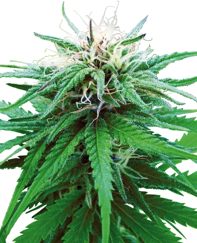 Ruderalis Indica Regular