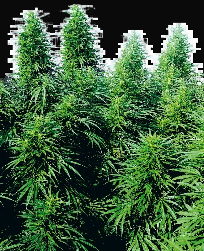 Ruderalis Skunk Regular