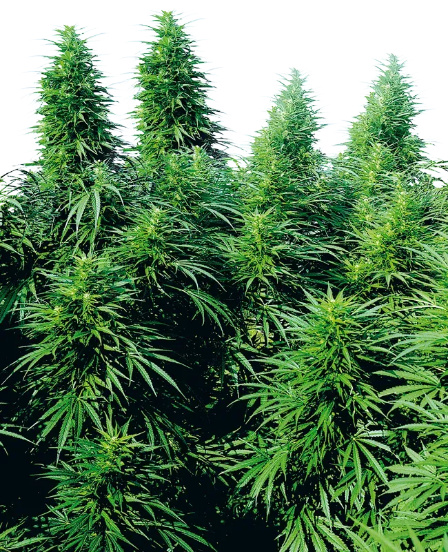 Ruderalis Skunk Regular