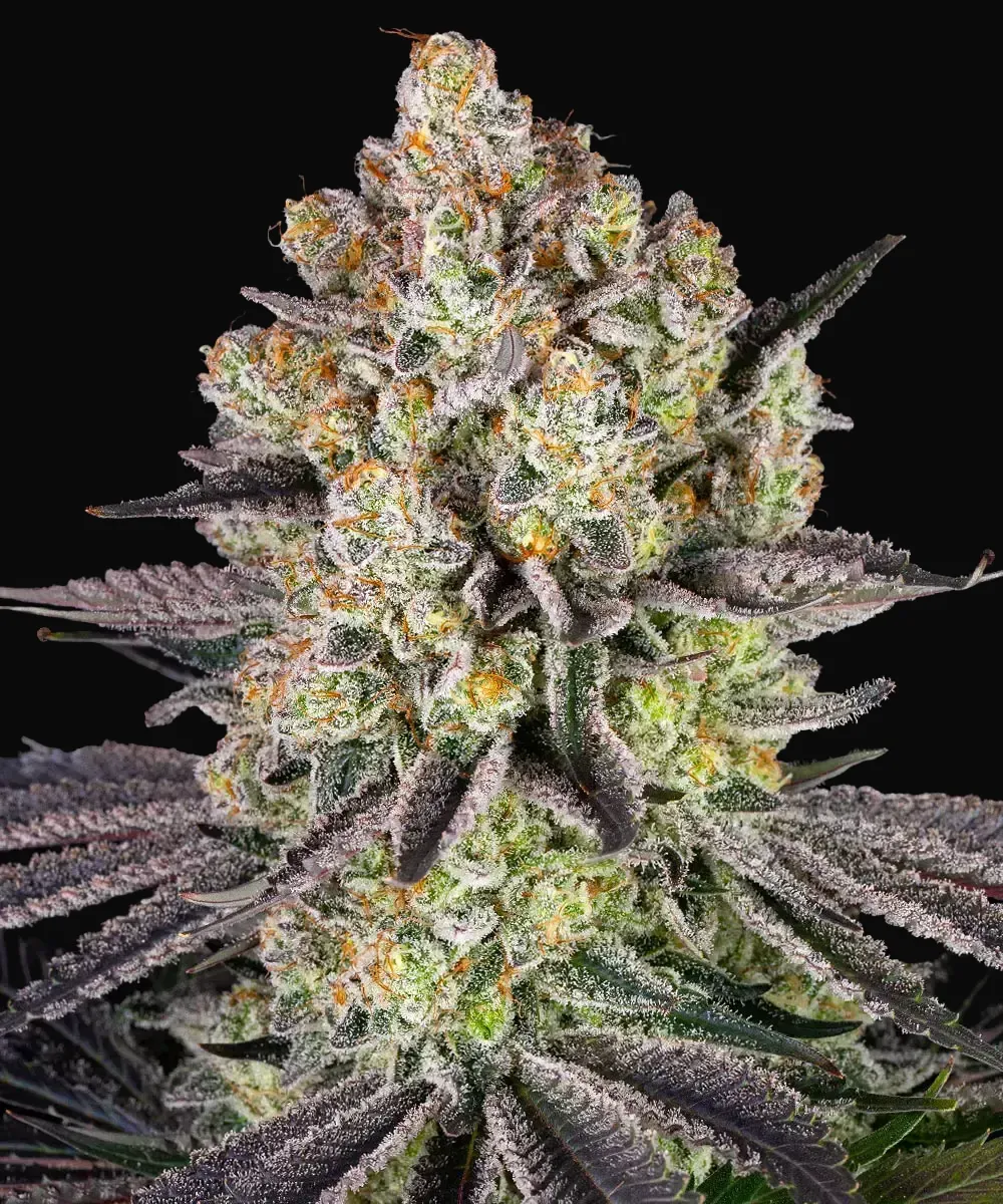 Runtz