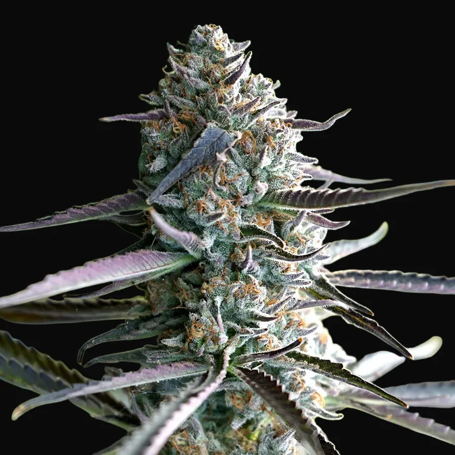 Runtz Fast Flowering