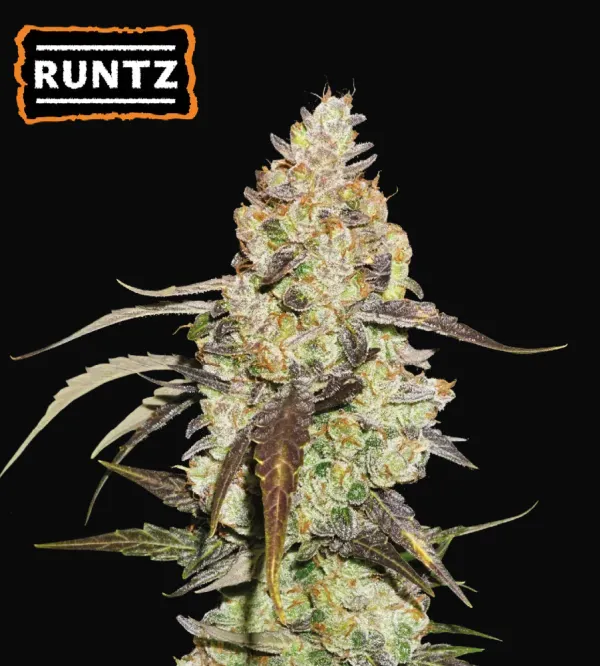 Runtz