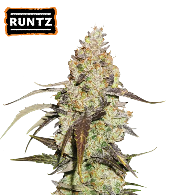 Runtz