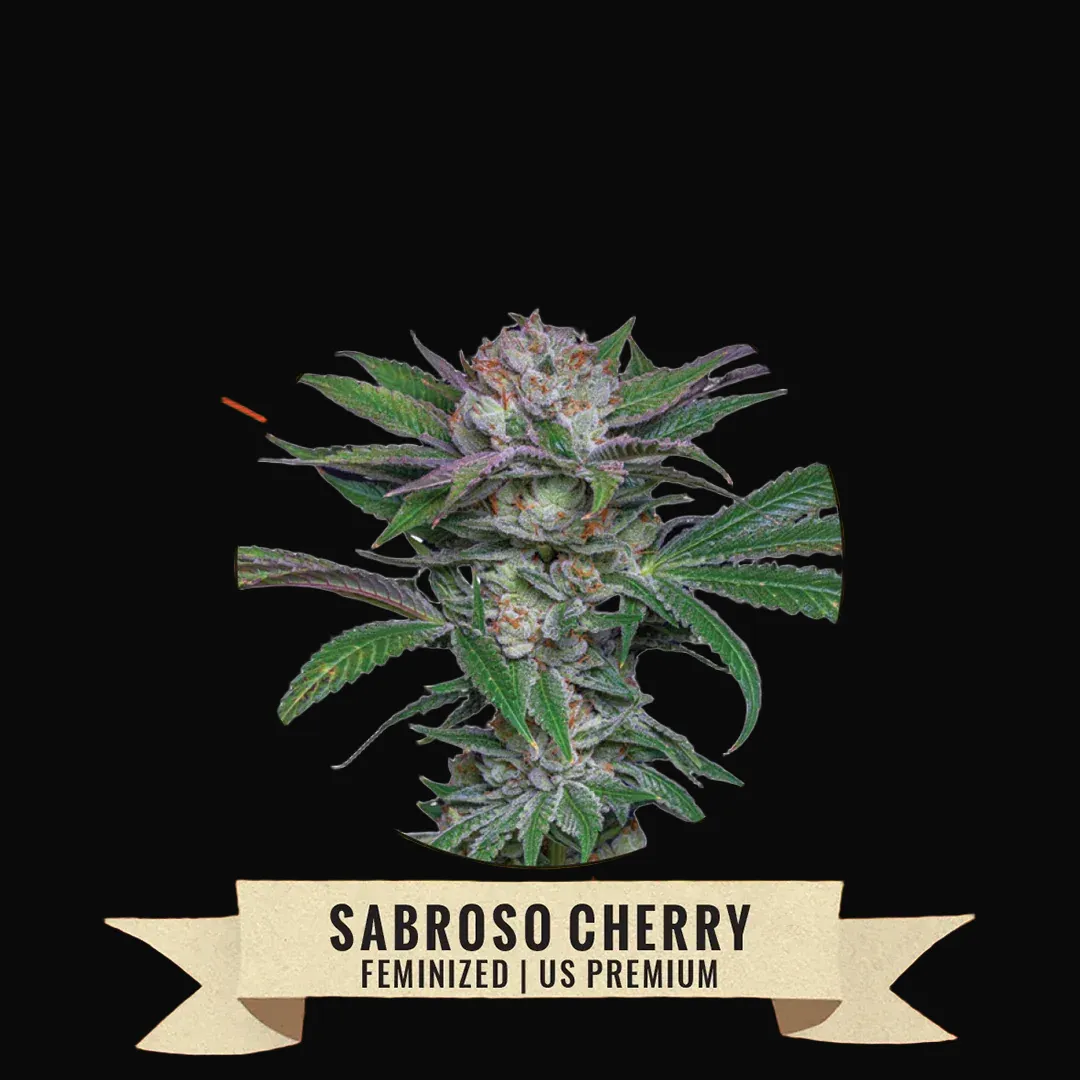 Sabroso Cherry