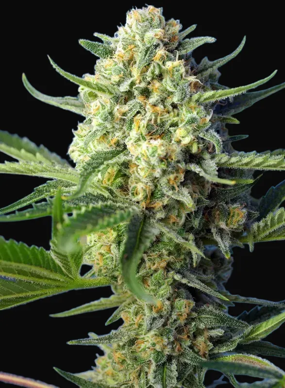 S.A.D. Sweet Afgani Delicious Auto