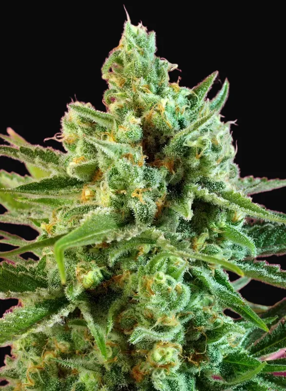 S.A.D. Sweet Afgani Delicious CBD
