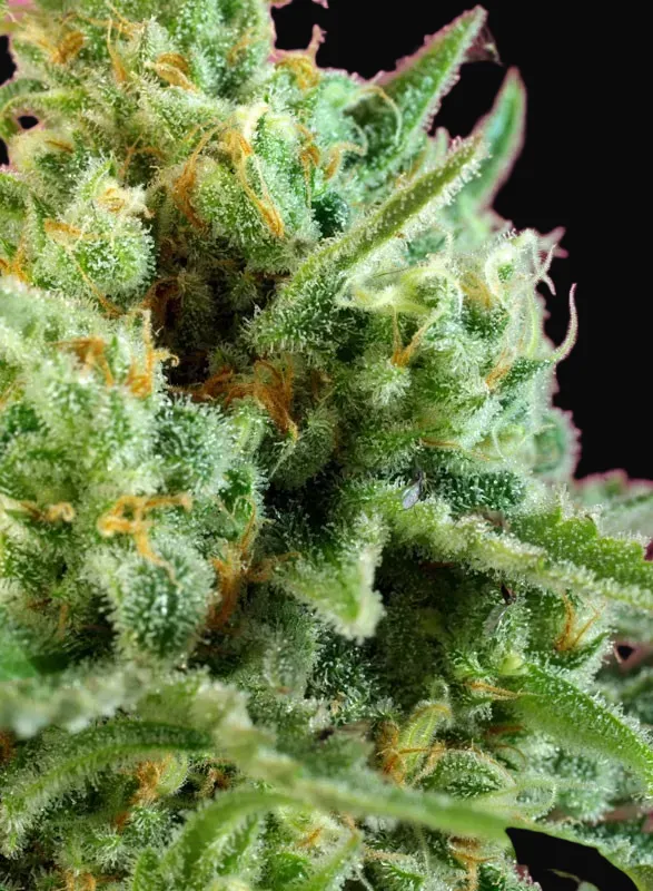 S.A.D. Sweet Afgani Delicious CBD