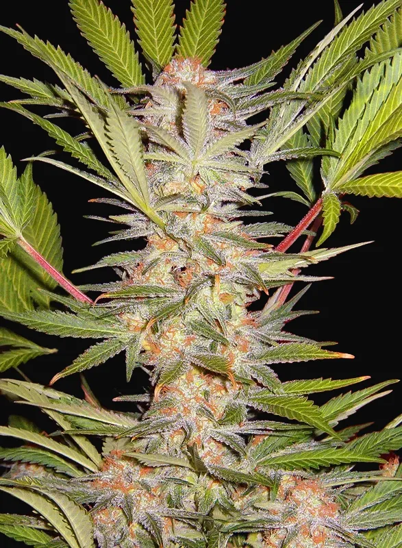 S.A.D. Sweet Afgani Delicious F1 Fast Version