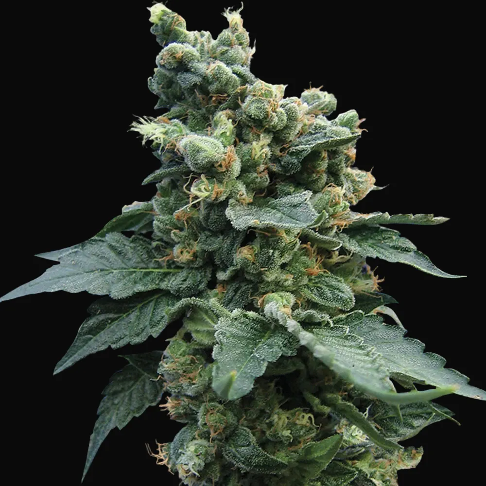 Sage'n Sour