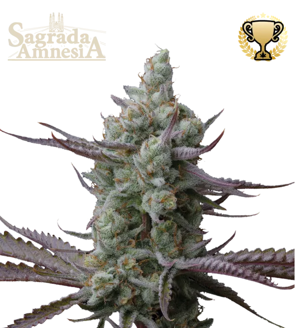 Sagrada Amnesia