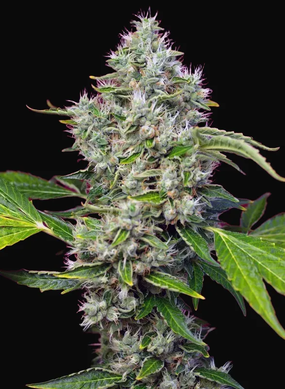 San Fernando Lemon Kush