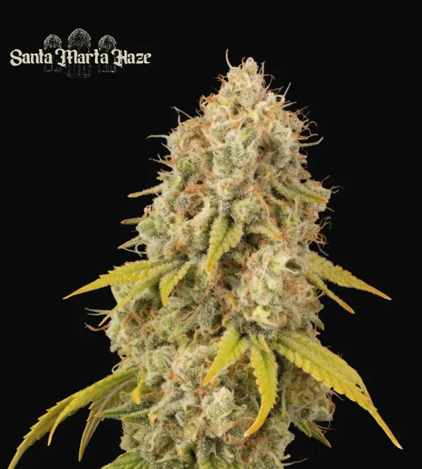 Santa Marta Haze