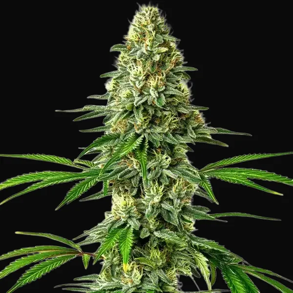 Santa Muerte